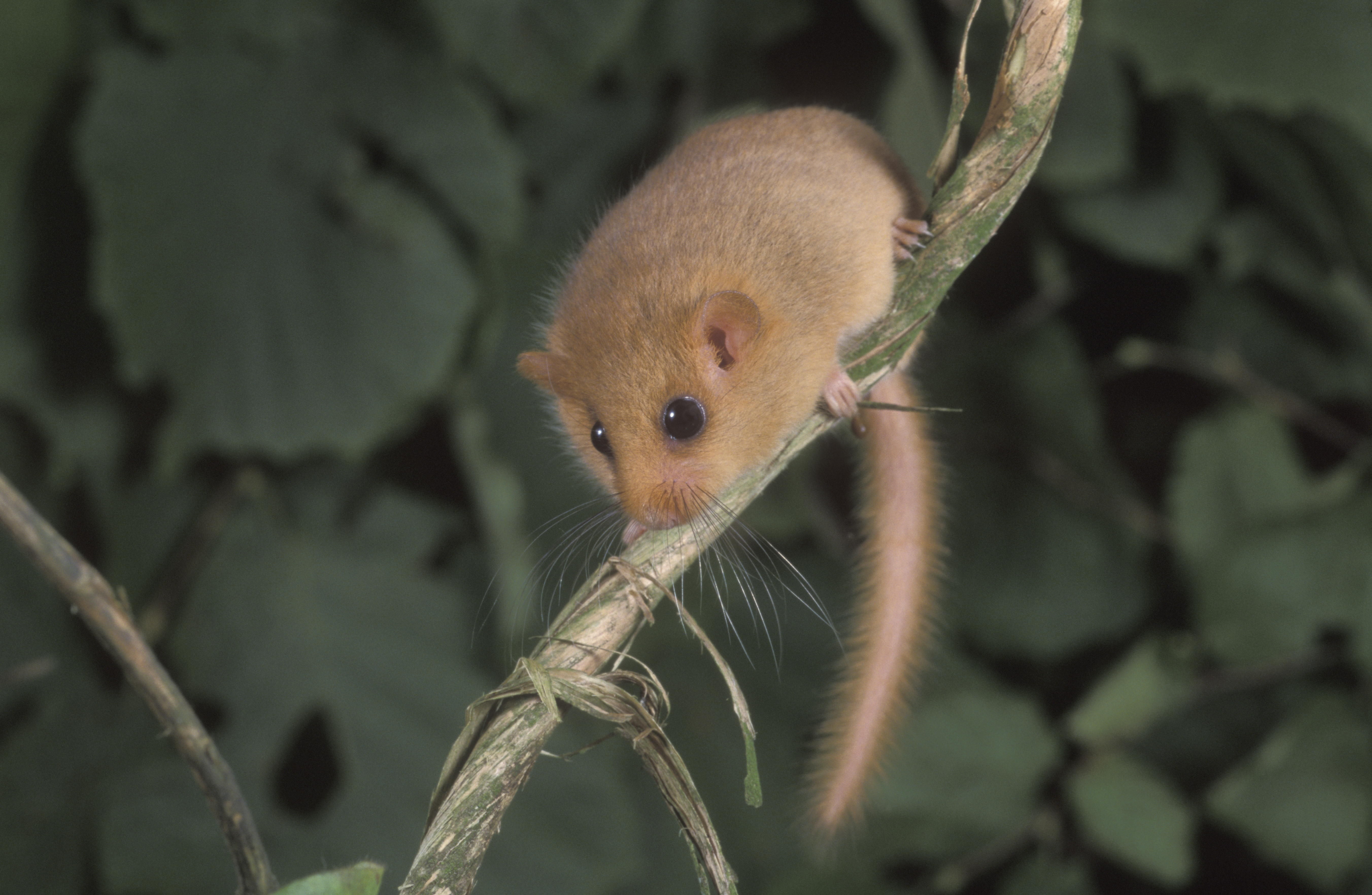A hazel or common dormouse on a branch