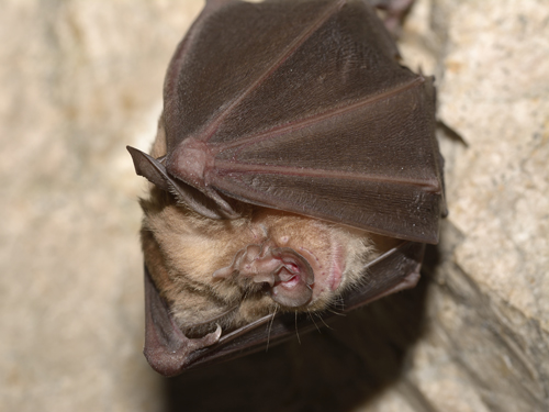 Greater horseshoe bat (Rhinolophus ferrumequinum)