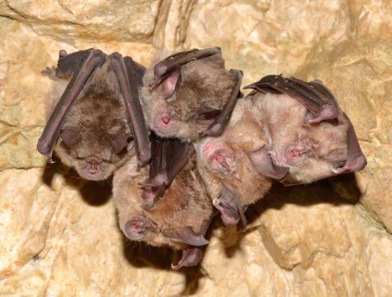 Lesser Horseshoe Bat (Rhinolophus hipposideros) in cave