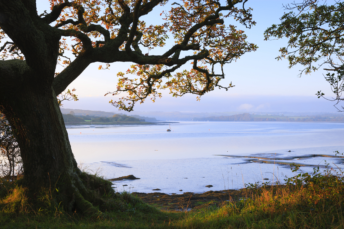 Photograph of tree overlooking the Daugleddau Estuary at Picton Point