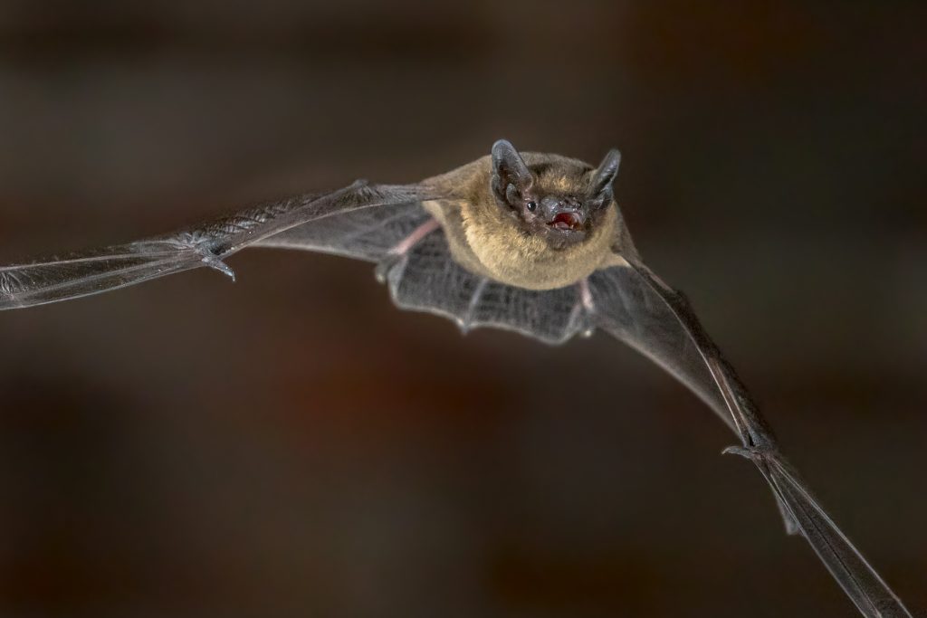 Close up of Flying Pipistrelle bat