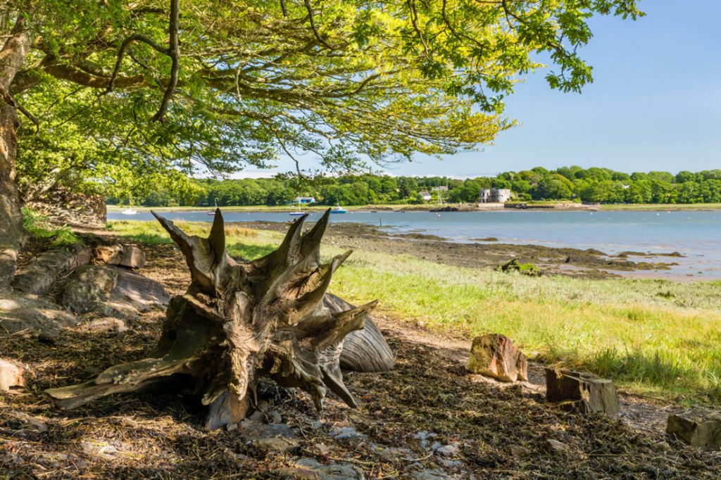 Photograph of tree overlooking the Daugleddau Estuary at Picton Point