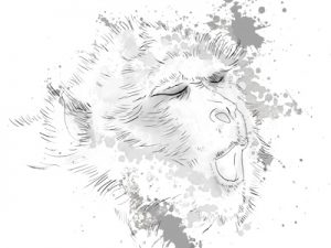 A sketch of the Barbary ape