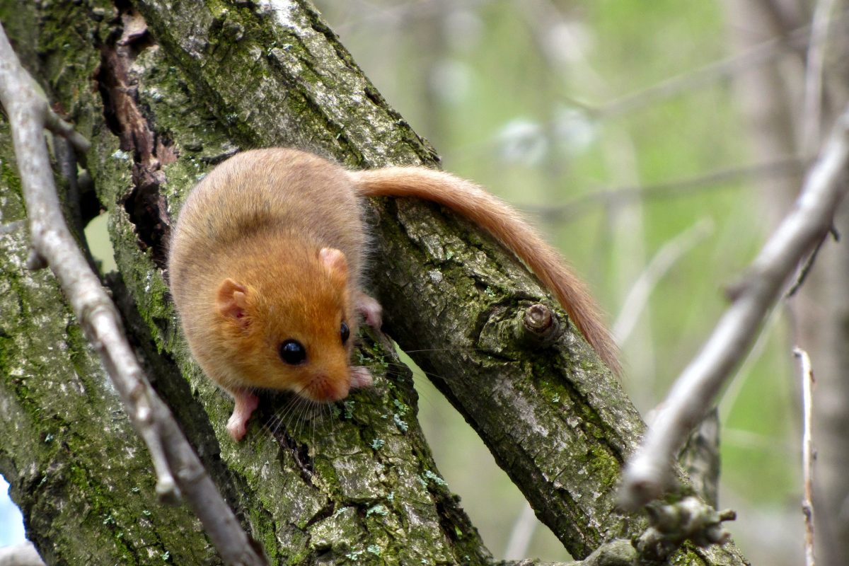 Hazel dormouse