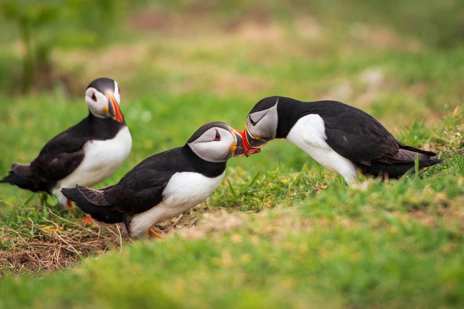 Puffins of Skomer Island, Pembrokeshire, Wales