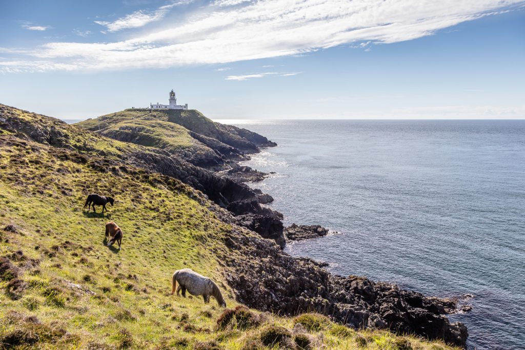 Welsh Mountain Ponies at Strumble Head, Pembrokeshire, Wales, UK