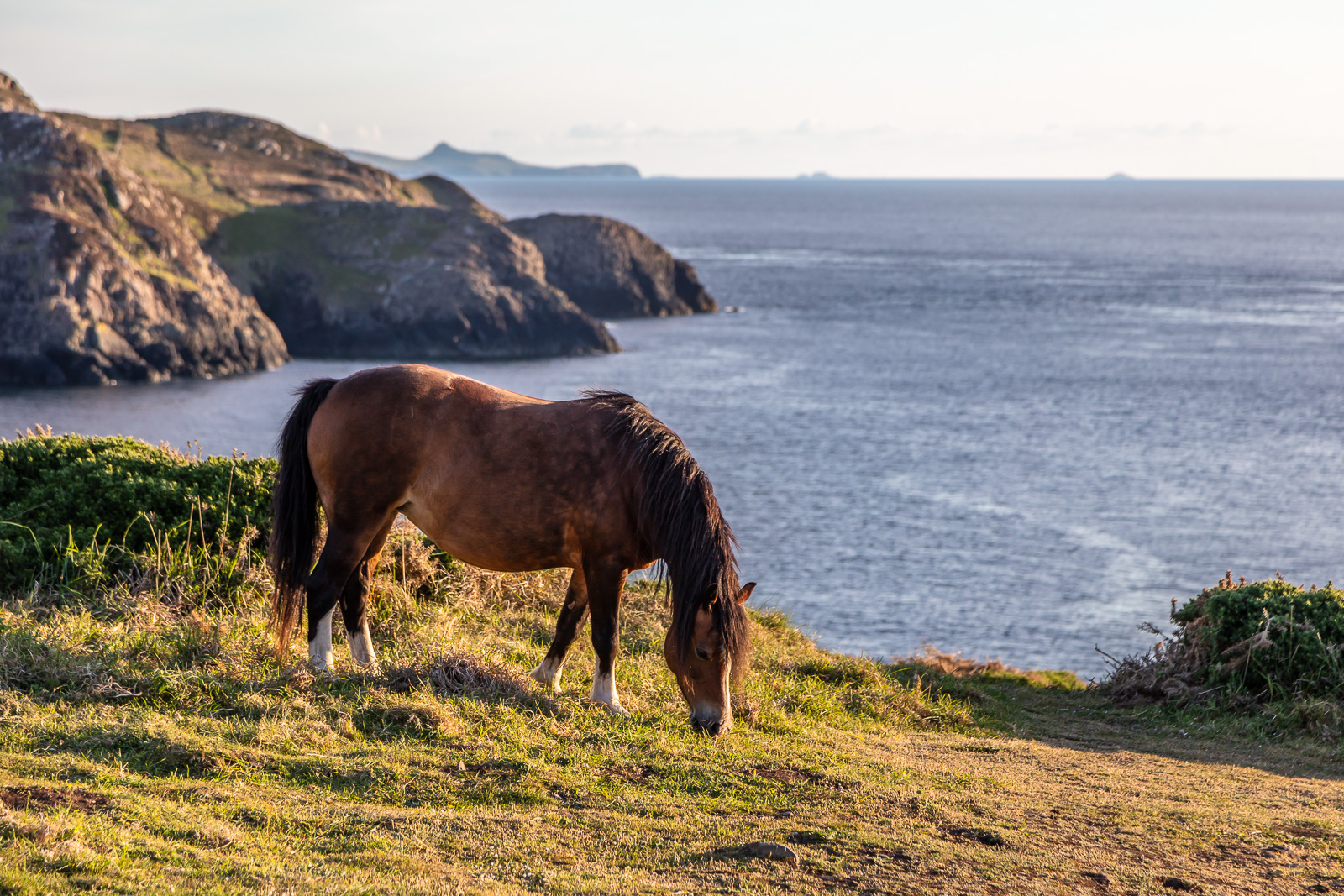 Welsh Mountain Ponies at Strumble Head, Pembrokeshire, Wales, UK