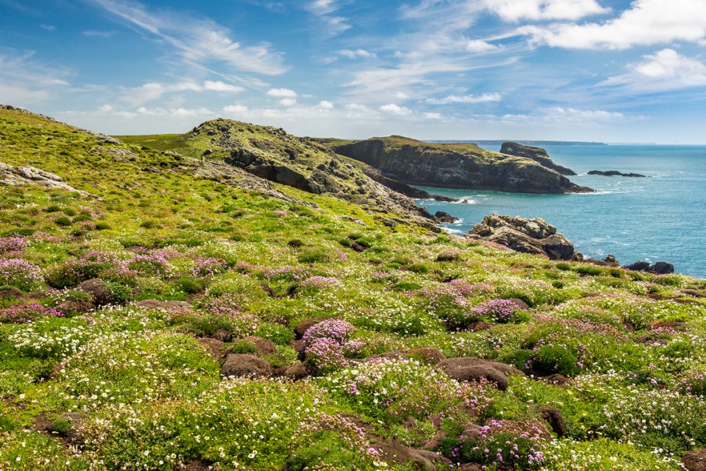 Spring flowers on Skomer Island, Pembrokeshire Coast National Park, Wales, UK