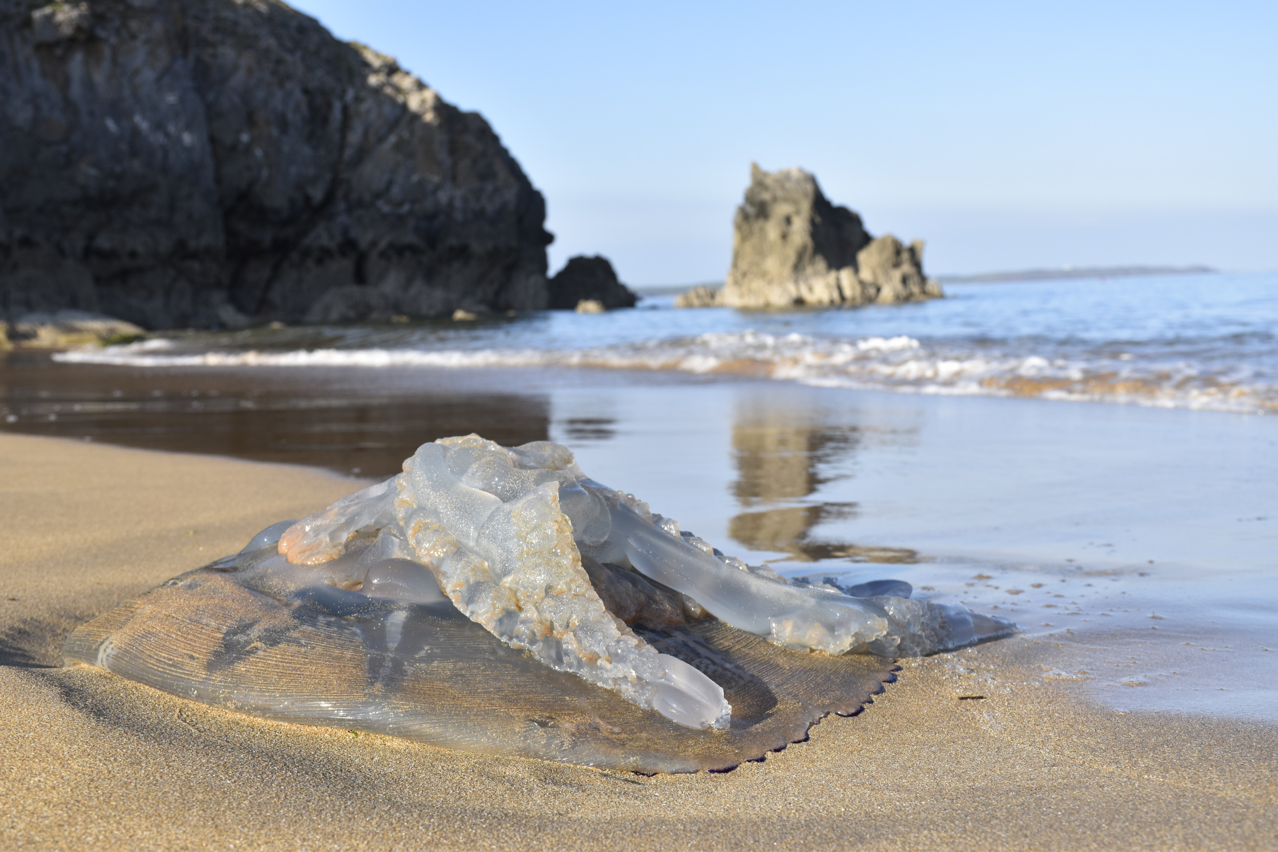 Barrel jellyfish washed up on the beach, Barafundle, Pembrokeshire.