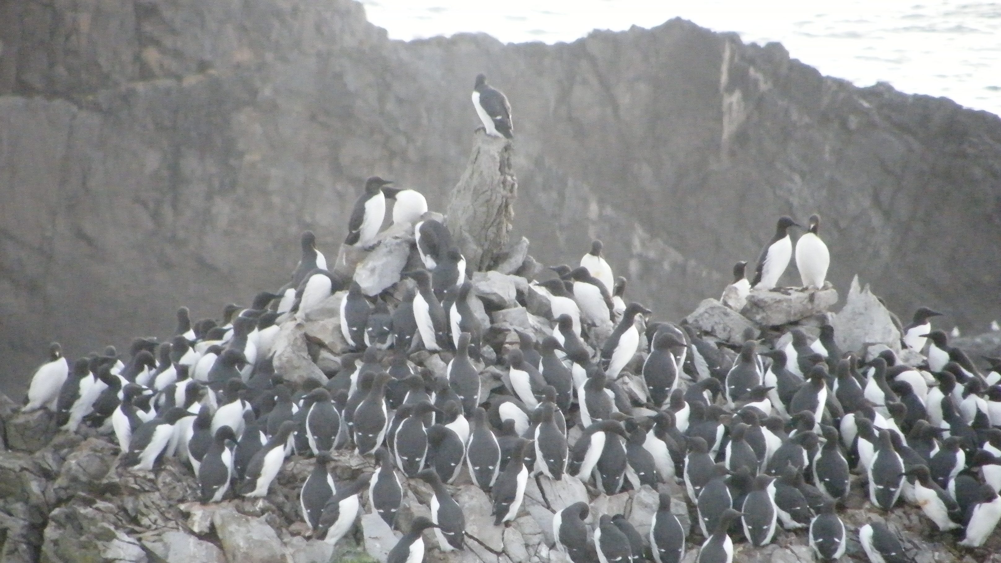 Guillemots on Stack Rocks, Pembrokeshire, Wales, UK