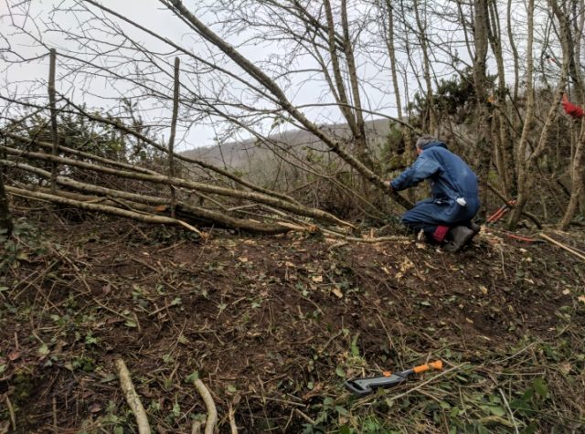 Hedgelaying at Brandy Brook, Pembrokeshire Wales, UK as part of the Naturally Connected Projectq