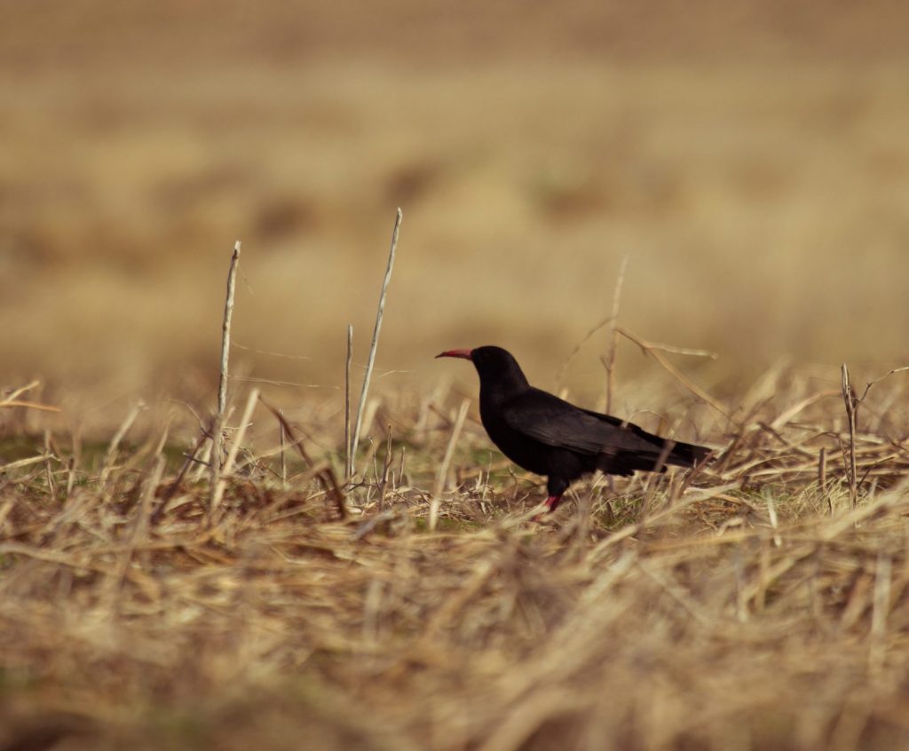 Chough taken by National Park Ranger Chris Taylor