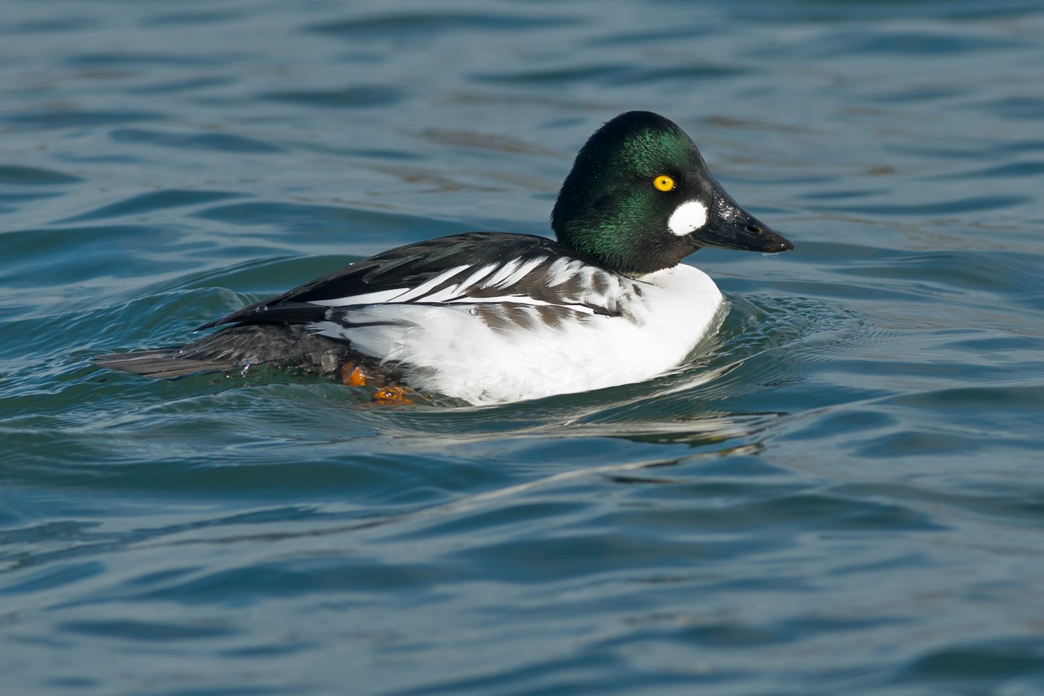 Male Common Goldeneye swimming in open water.