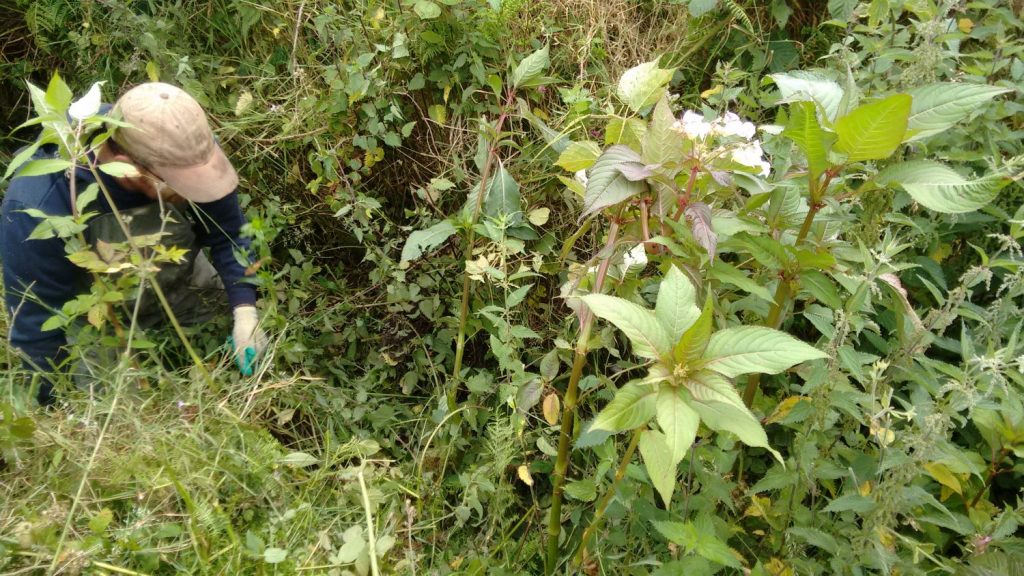 Himalayan Balsam next to a tributary of the River Gwaun, Pembrokeshire, Wales UK.