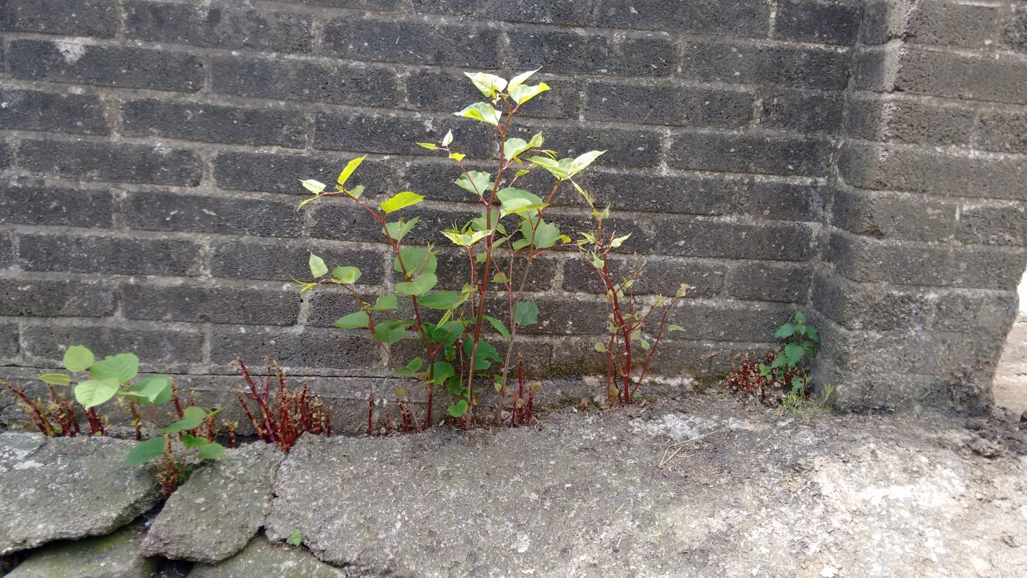 Japanese Knotweed damaging a building