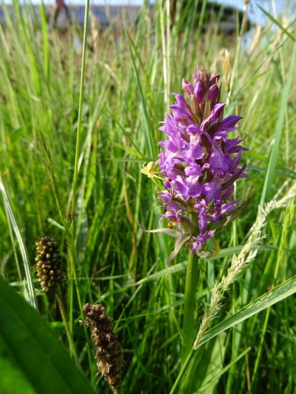 Southern Marsh Orchid, Pembrokeshire Coast National Park, Wales, UK