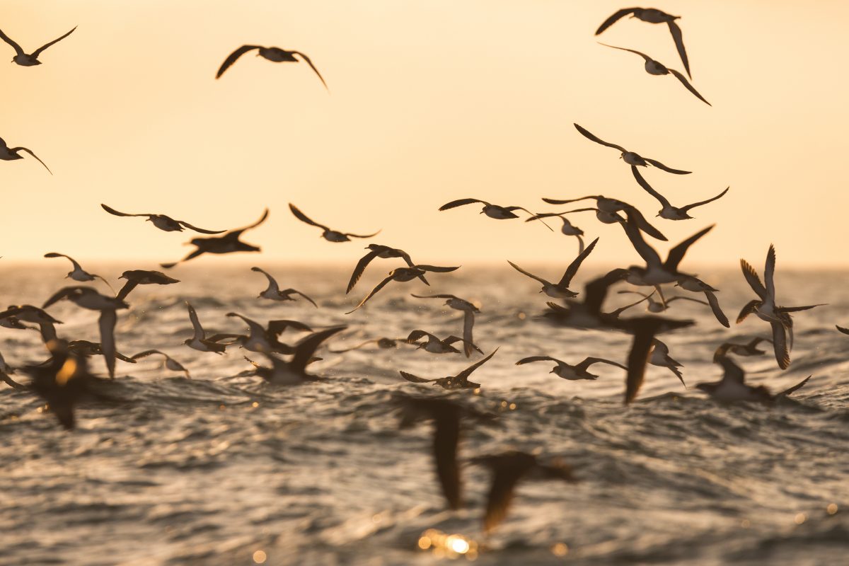 Manx Shearwaters off the Pembrokeshire Coast