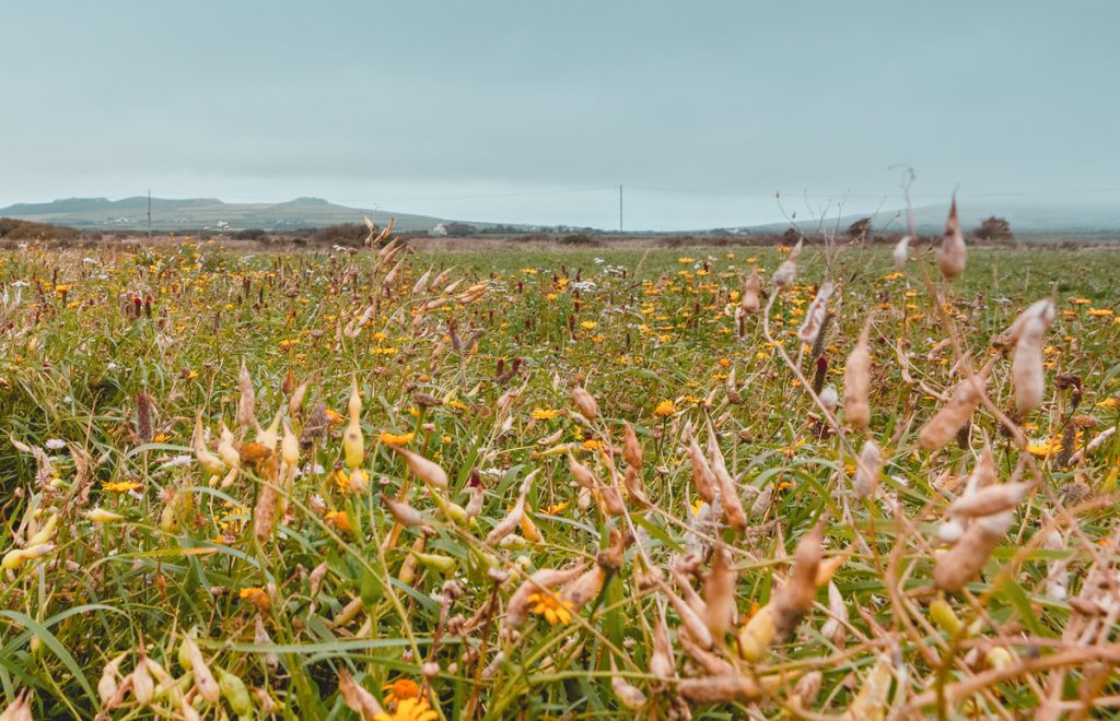 Wildflower meadow near St Davids, Pembrokeshire, Wales, UK