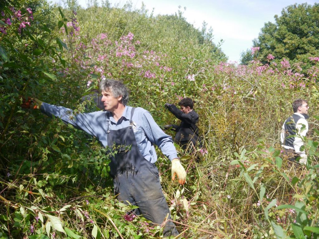 National Park Ranger Ian Meopham leading a Balsam Bashing event in Porthgain, Pembrokeshire, Wales, UK