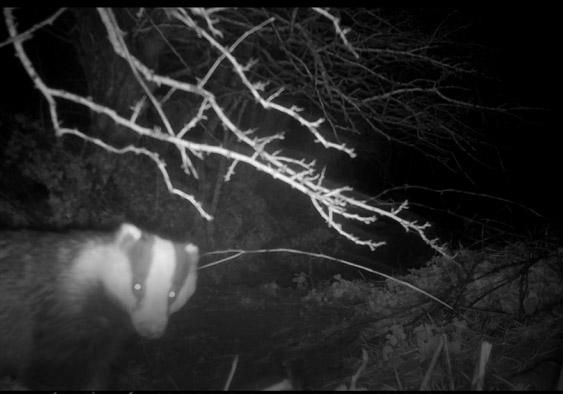 Badgers on the Penrhiw Hotel Wildlife Cam​, St Davids, Pembrokeshire, Wales, UK