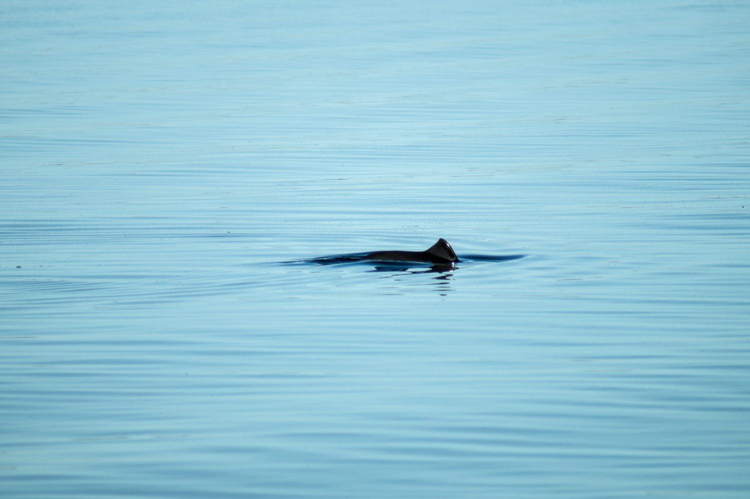 Porpoise fin breaching the water