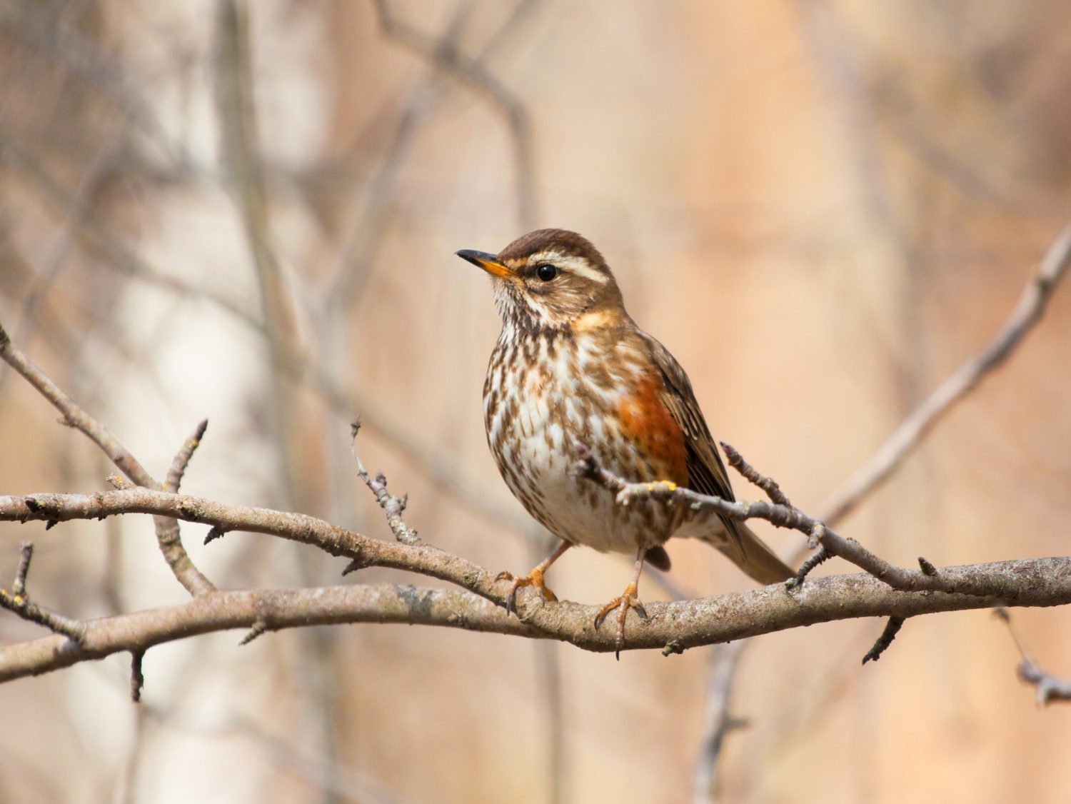 Redwing on the branch