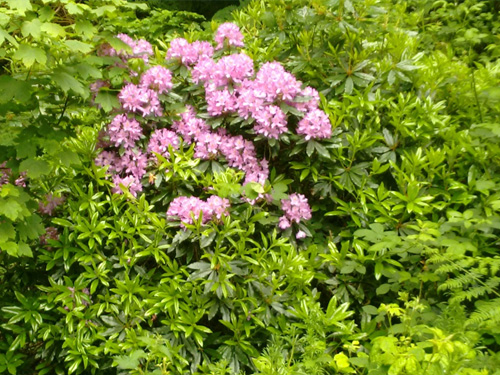 Image of Rhododendron Ponticum - an invasive plant with pink flowers