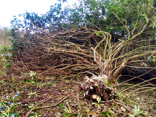 An image of Rhodedendron Ponticum - an invasive plant, looking dried and dead during removal.