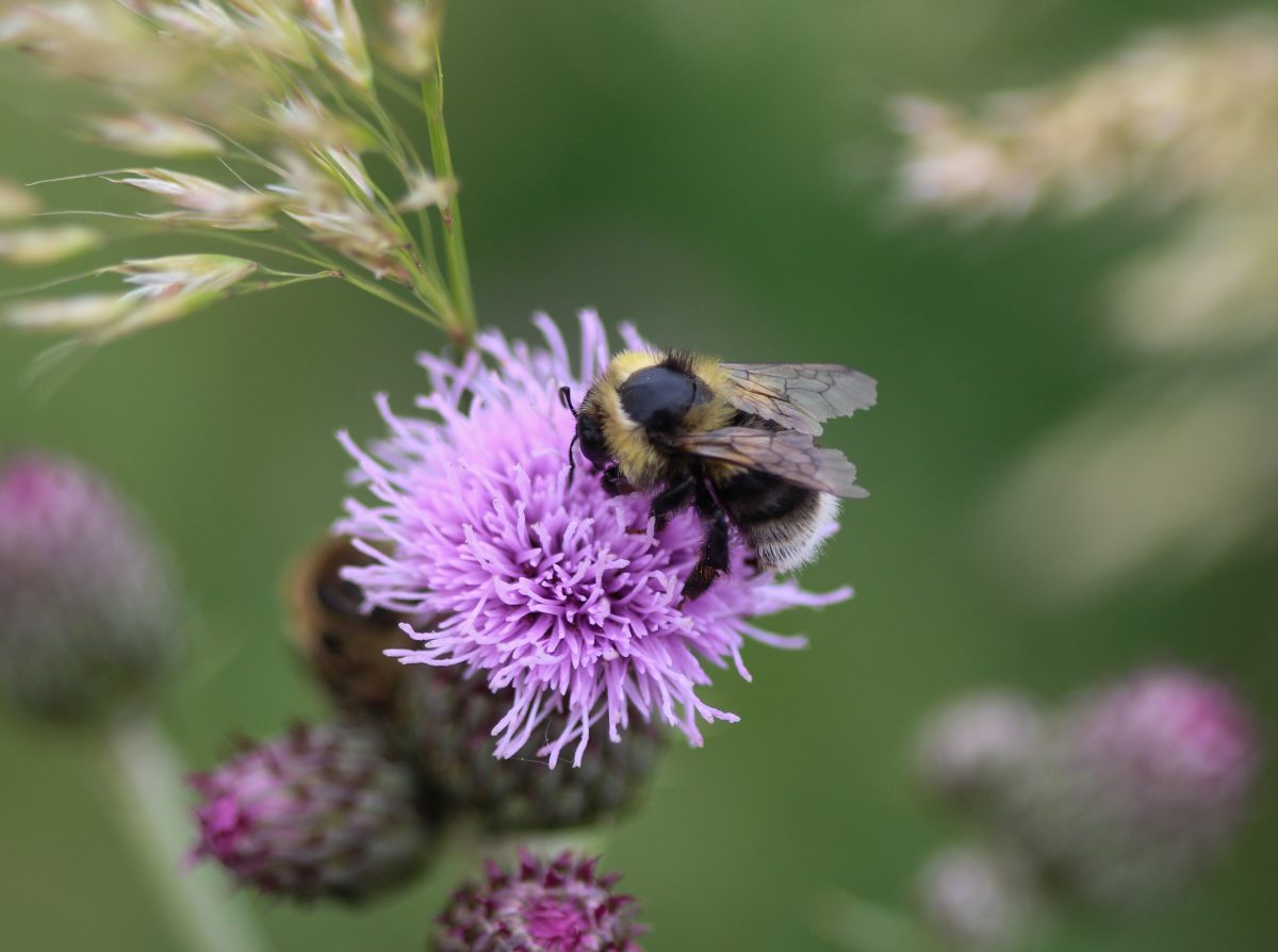 Bombus sylvarum, the shrill carder bee or knapweed carder bee, collecting nectar from flower