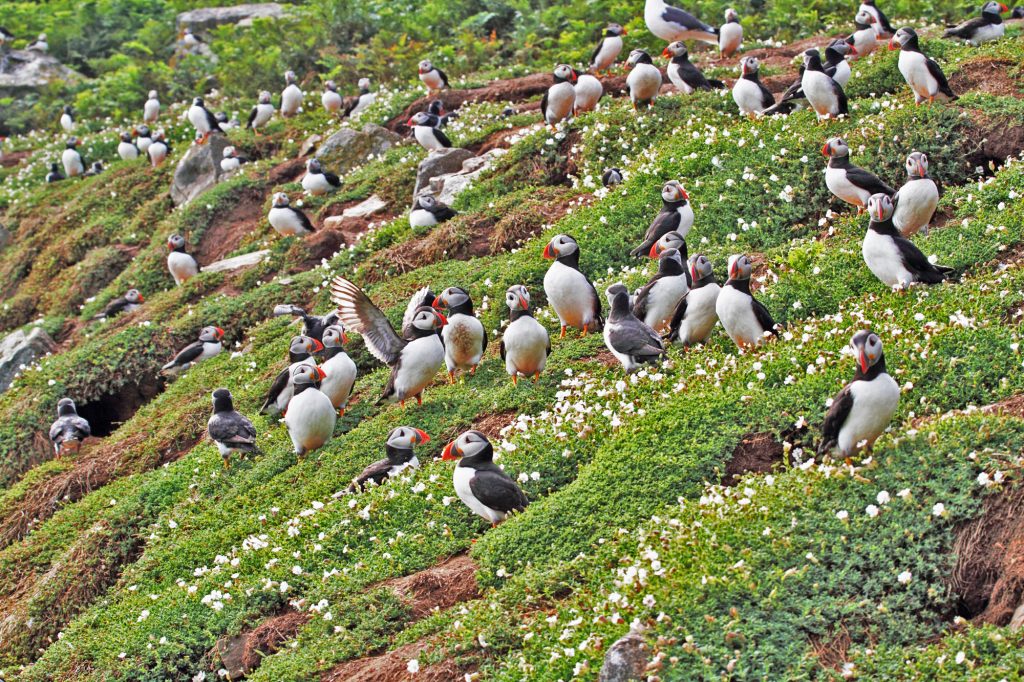 Skomer Island Puffins (c) Chris Taylor