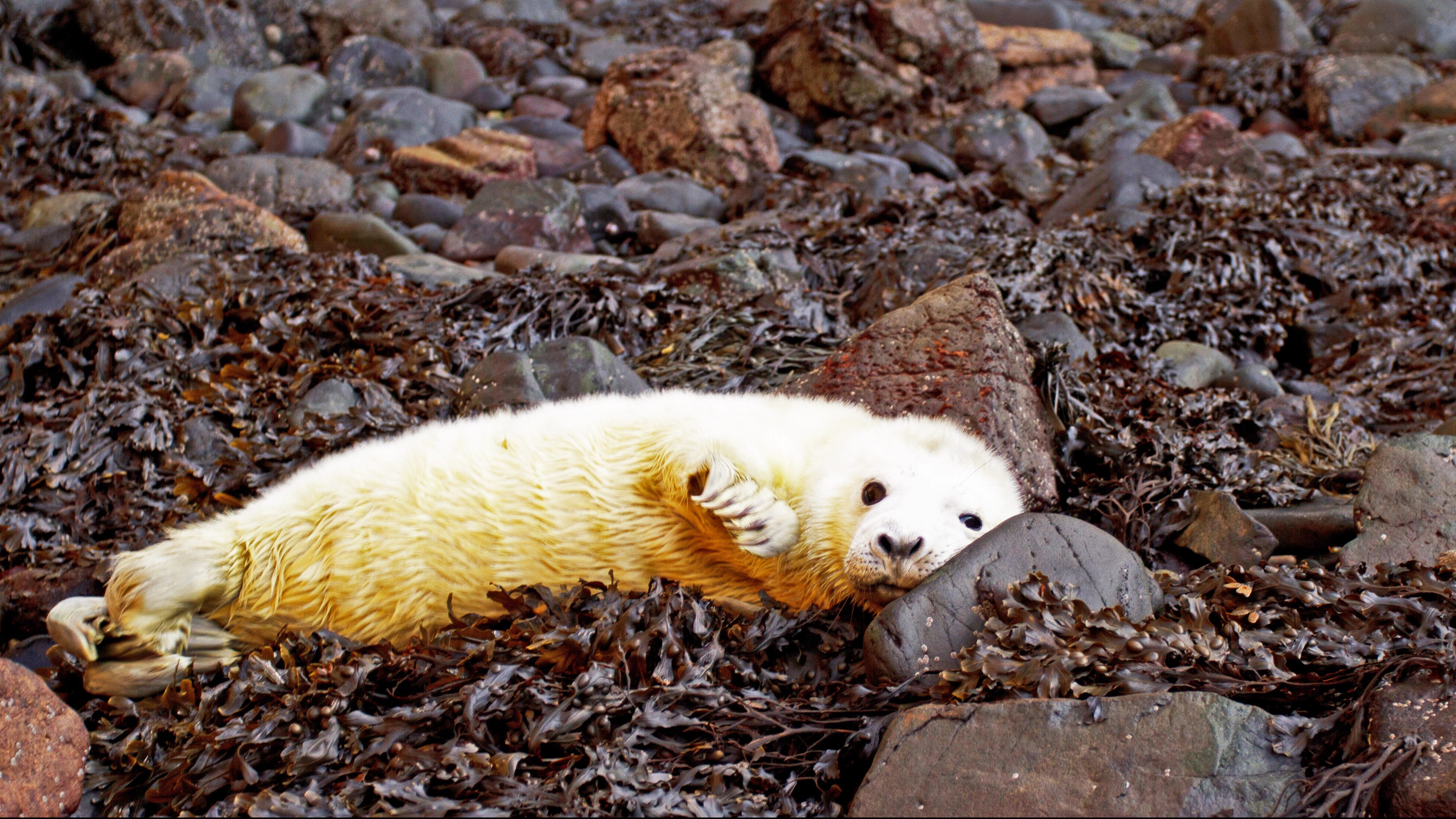 Seal pup on Skomer Island taken by National Park Ranger Chris Taylor