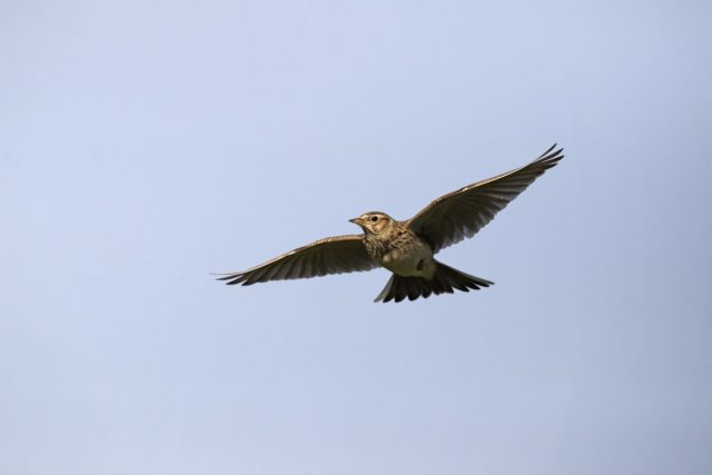 Skylark, Alauda arvensis