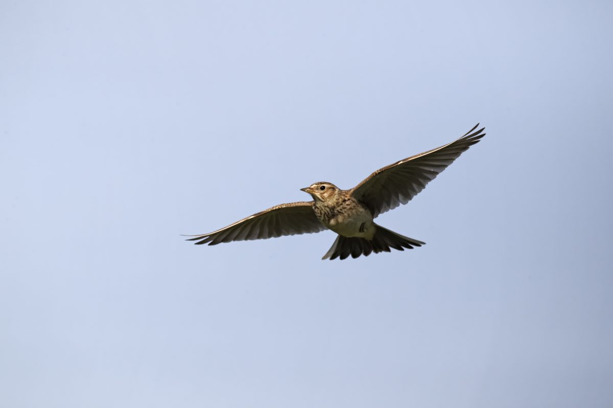 Skylark, Alauda arvensis