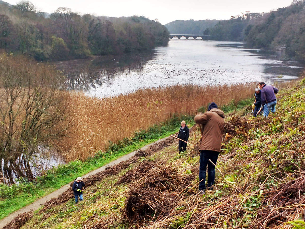 Voluntary Warden raking on the Stackpole Estate, Pembrokeshire Coast National Park, Wales, UK