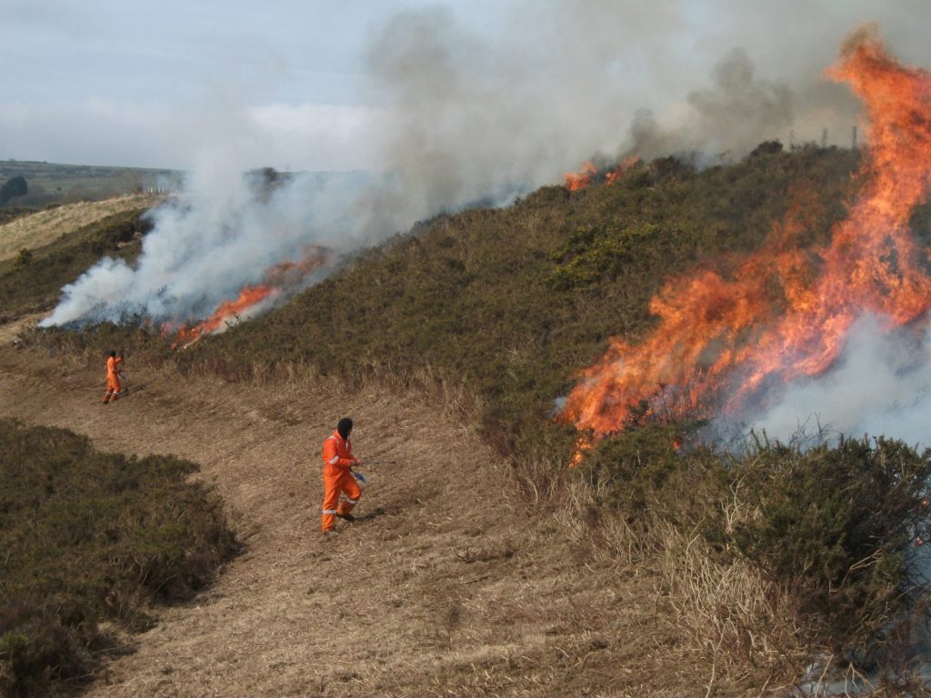 Controlled burn at Brynberian, Pembrokeshire, Wales, UK