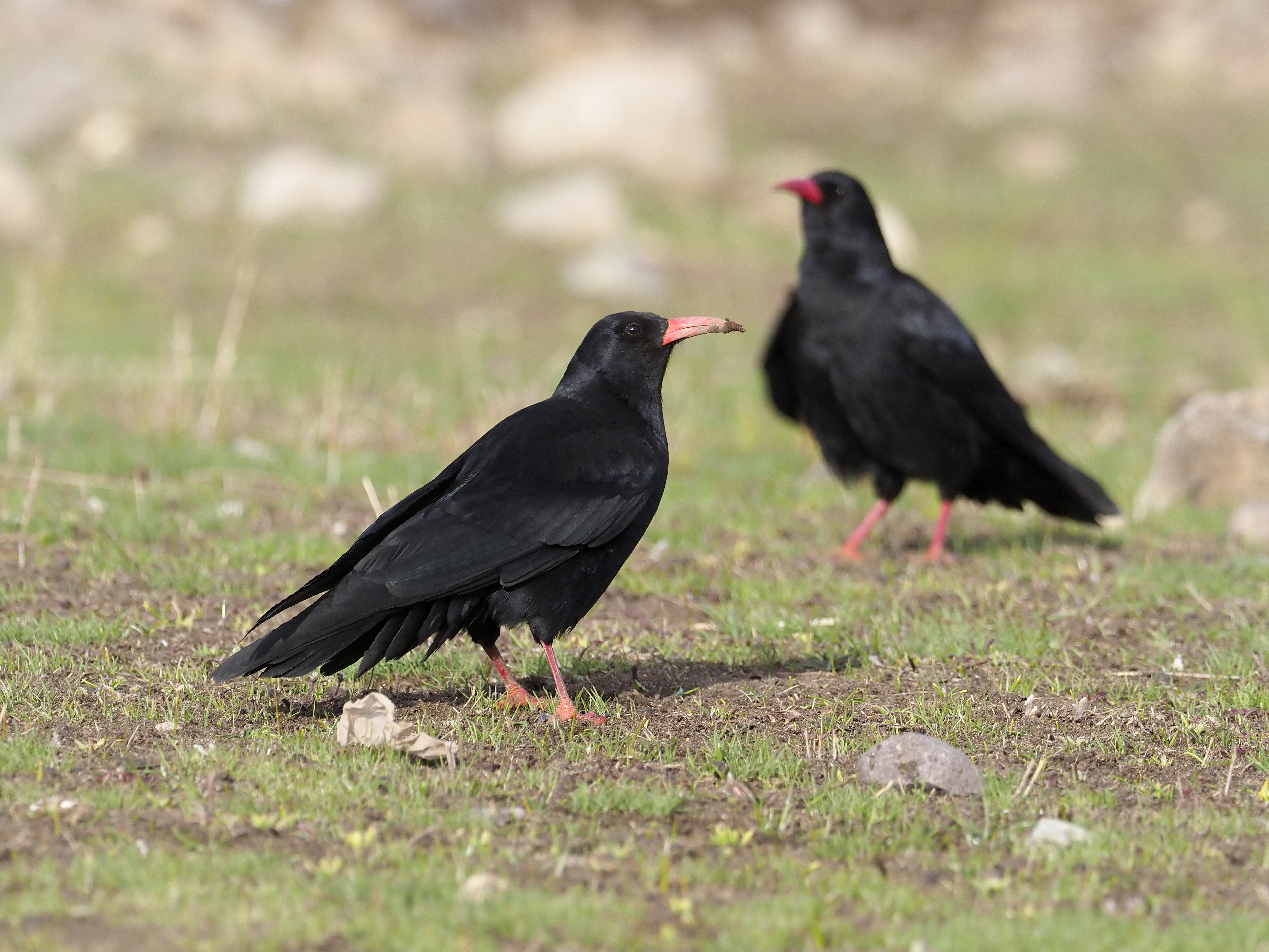 Chough, Pyrrhocorax pyrrhocorax, two birds on ground,