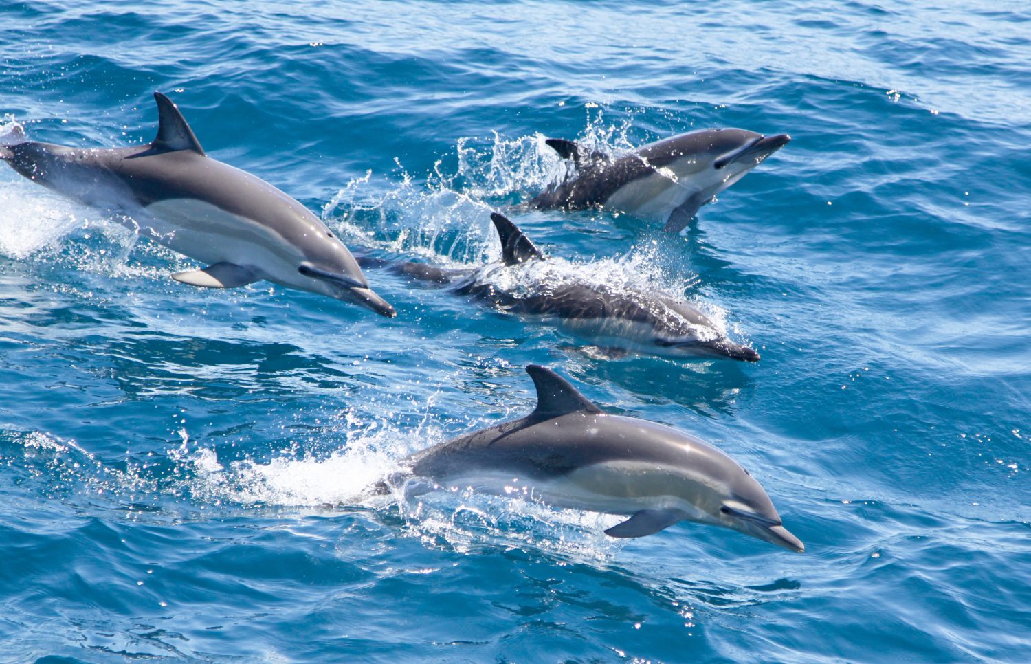 Pod of common dolphin breaching