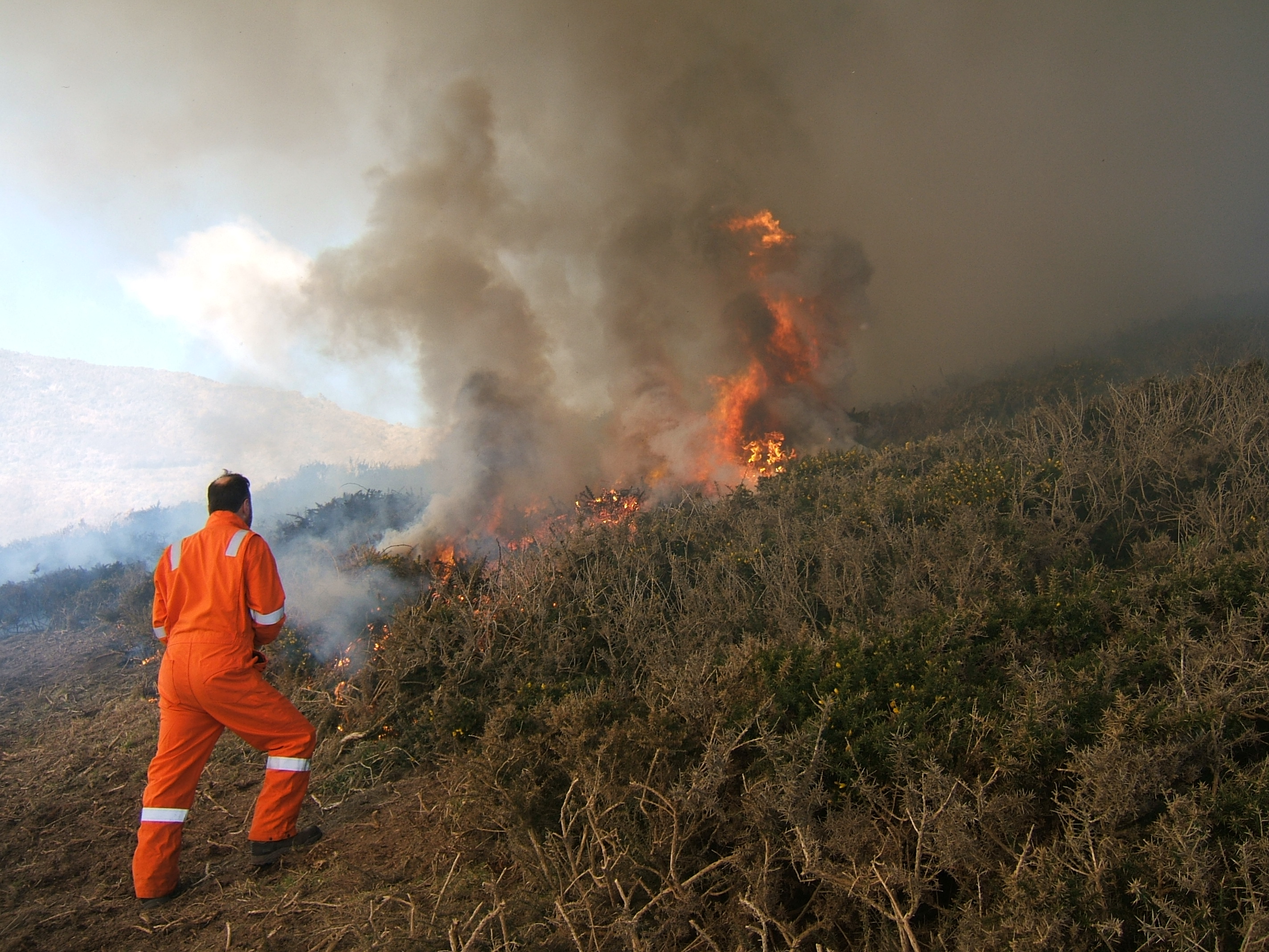 Controlled burn at Tresinwen, Pembrokeshire, Wales, UK