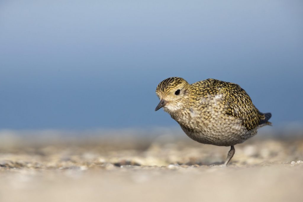 Golden plover foraging for food,