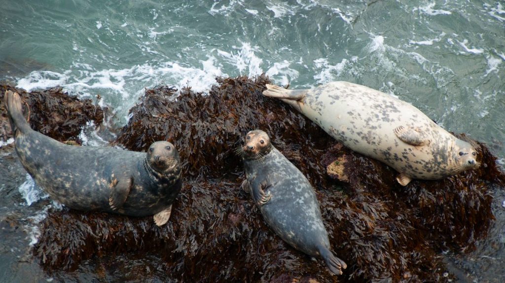 Seals Resting on rocks in Wales