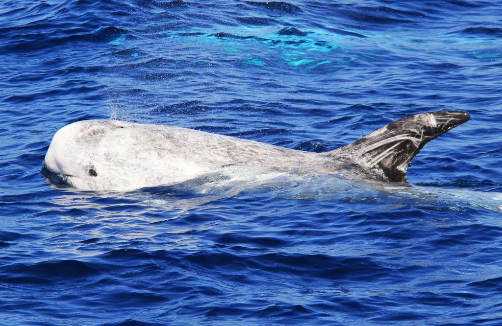 Risso's dolphin swimming through open seas.