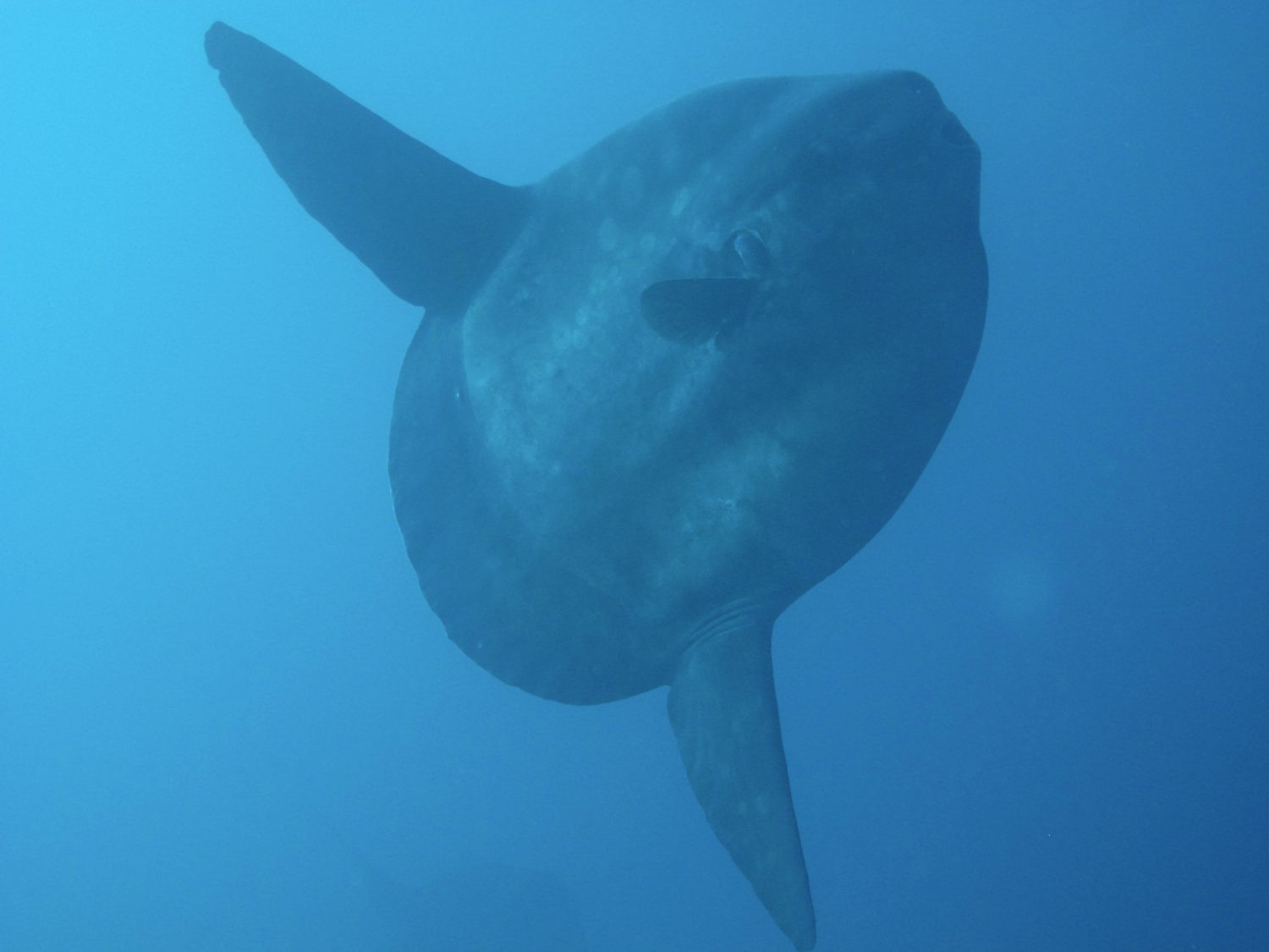 An ocean sunfish,