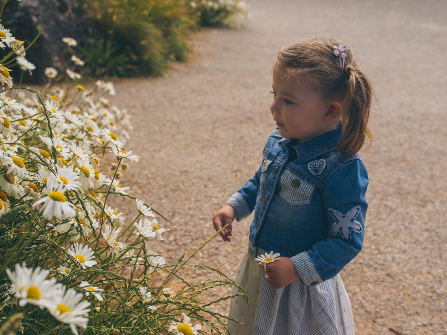 Child exploring wildflowers at Oriel y Parc, St Davids, Pembrokeshire Coast National Park, Wales, UK