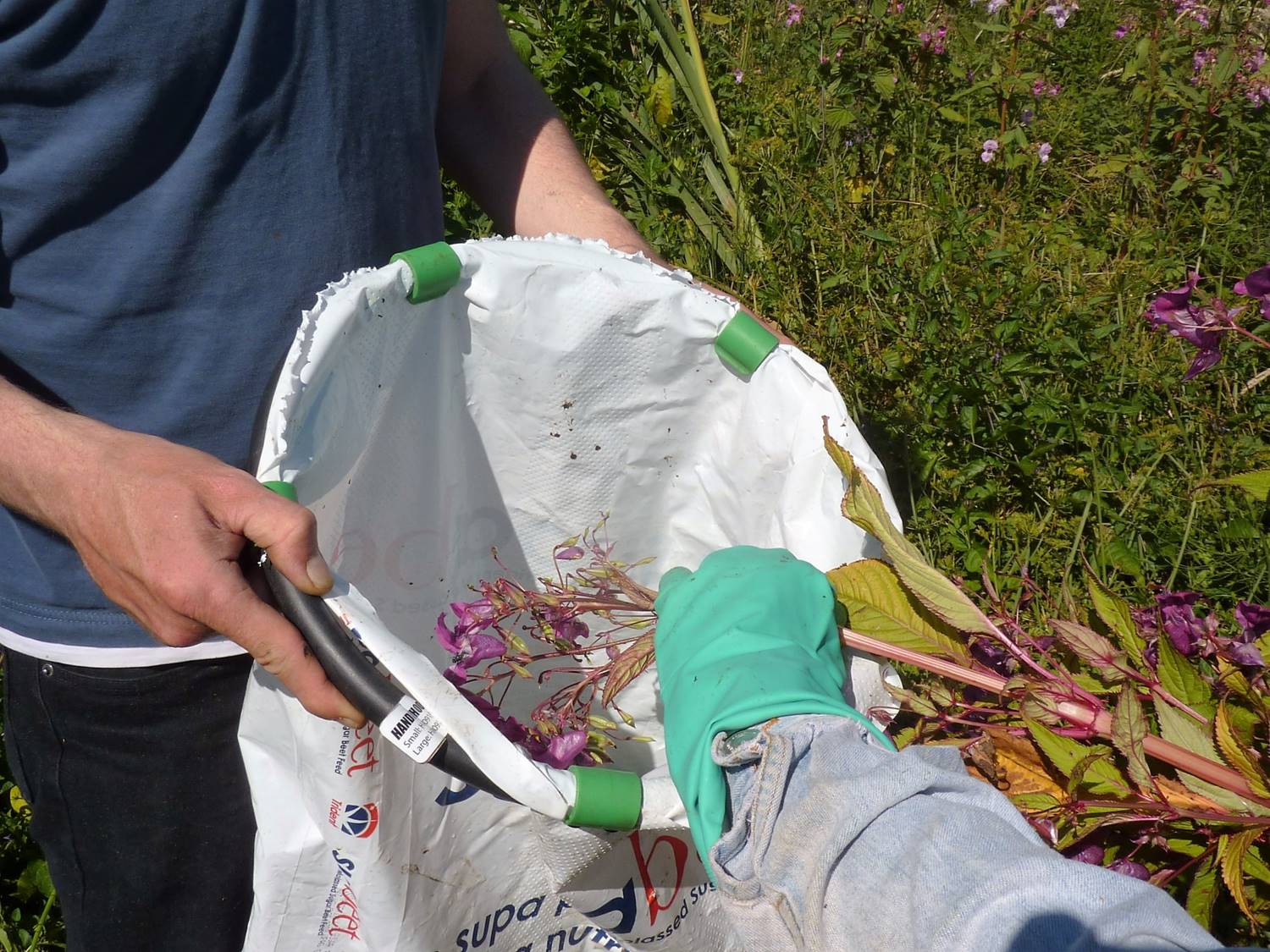 Himalayan balsam removal in the Pembrokeshire Coast National Park, Wales, UK