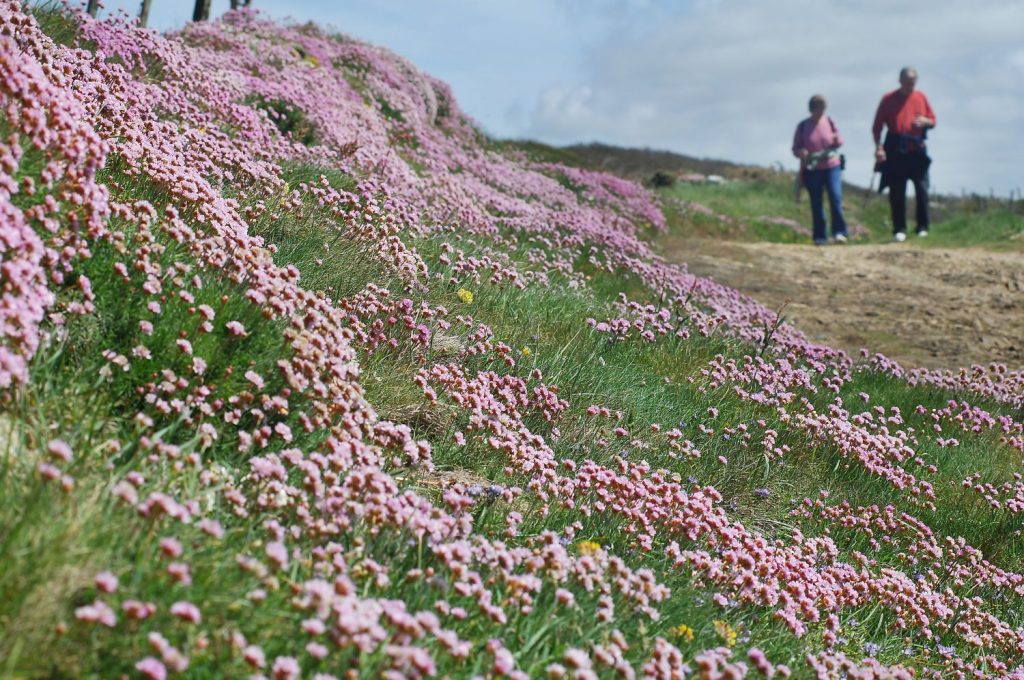 Walkers on St David's Head, Pembrokeshire Coast National Park, Wales, UK