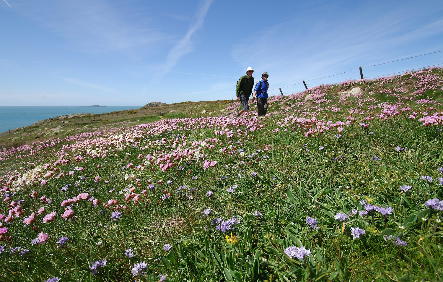 Walkers on St David's Head, Pembrokeshire Coast National Park, Wales, UK