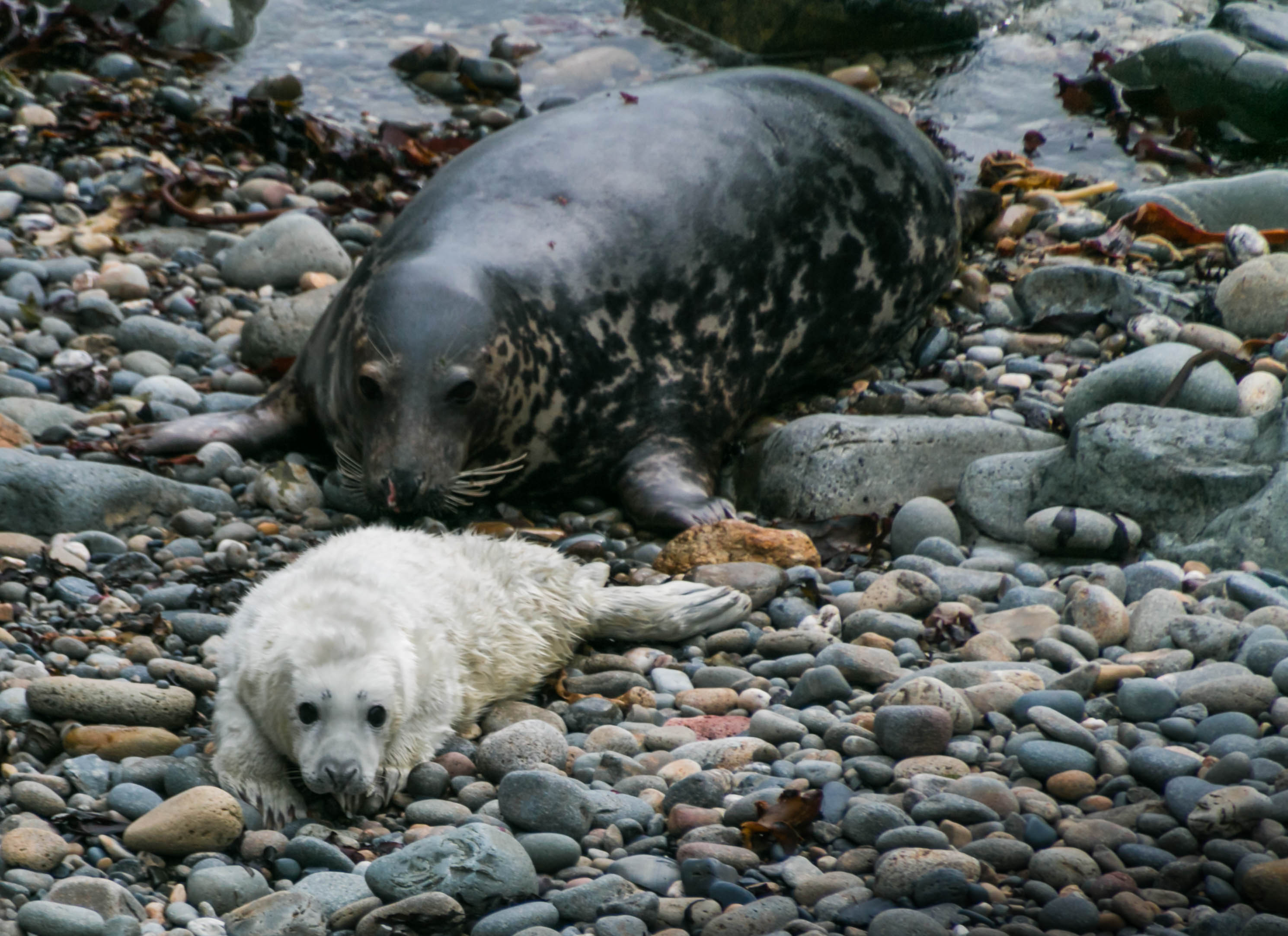 Grey seal cow with newborn pup on Ramsey Island near St Davids, Pembrokeshire Coast National Park, Wales, UK