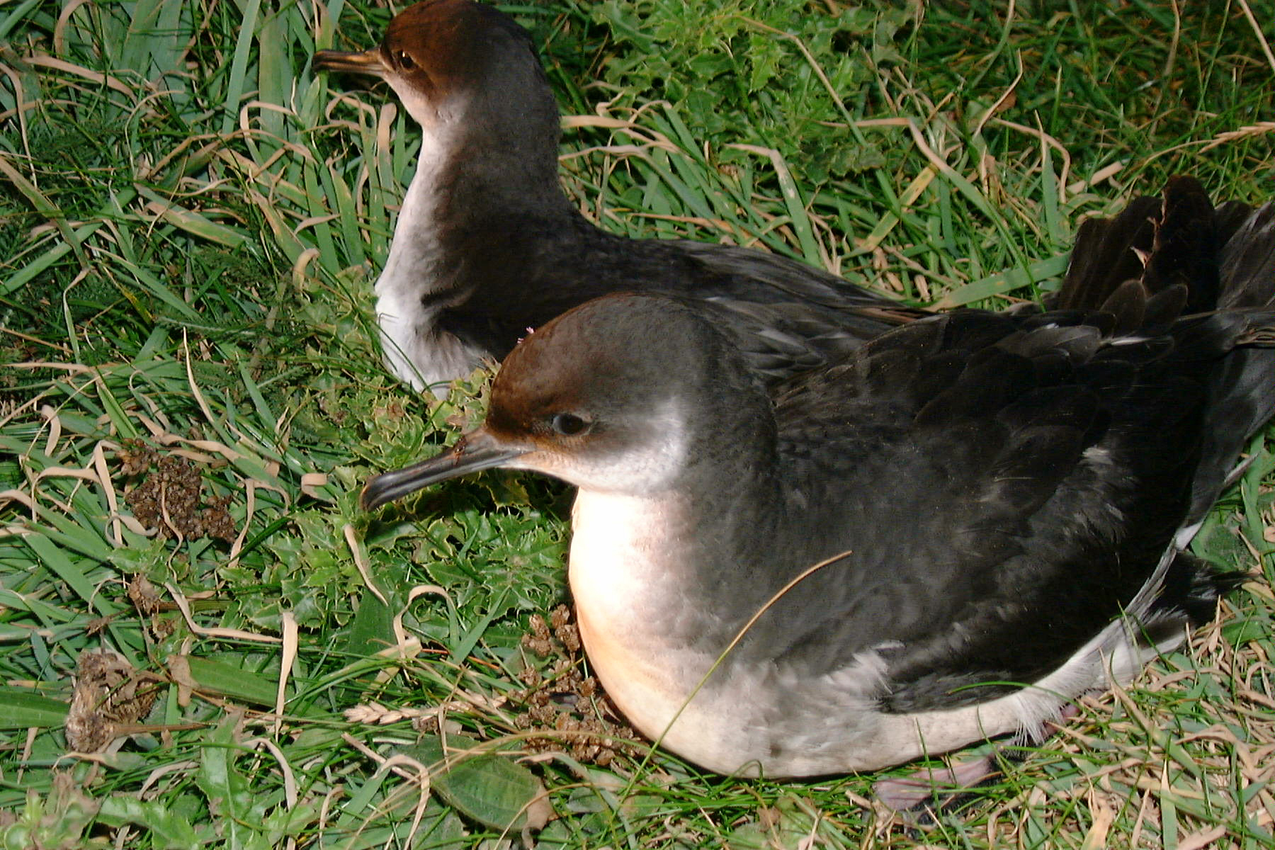 Manx shearwaters on Skokholm Island, Pembrokeshire Coast National Park, Wales, UK