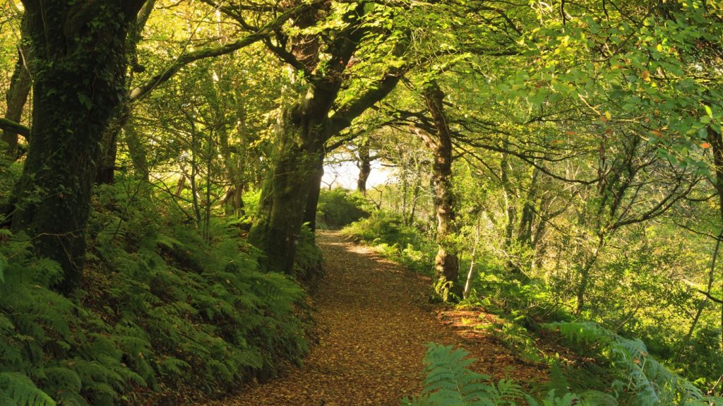 Pontfaen Woods, Gwaun Valley