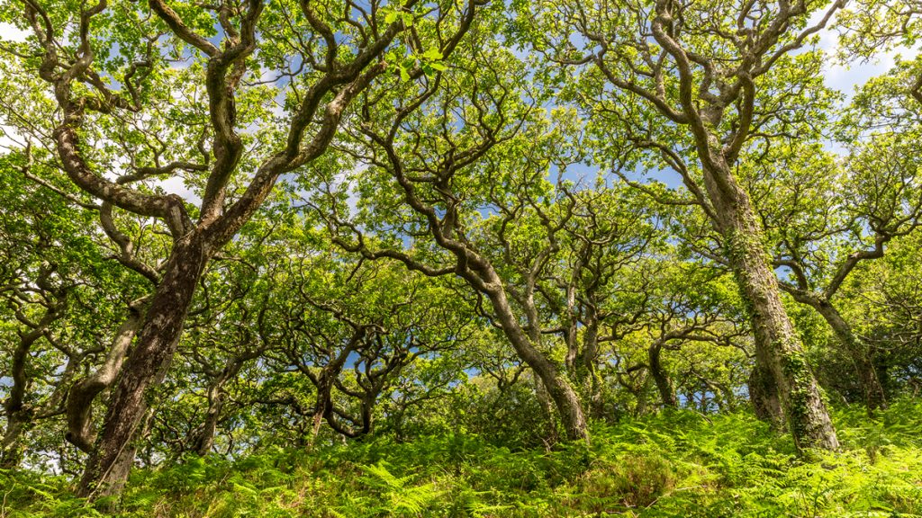 Lawrenny Woods, Daugleddau Estuary